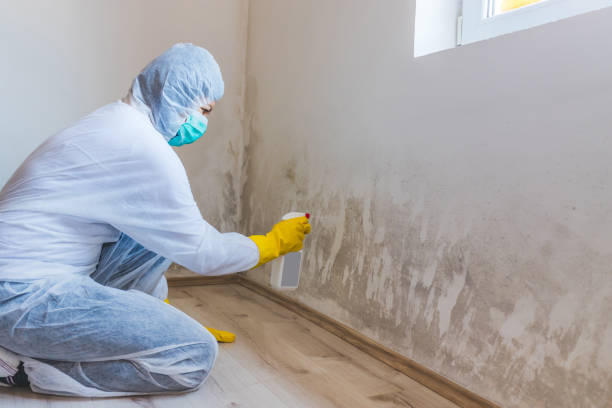 Licensed Mold Remediation service in Johnstown, PA - WQB Mold Removal