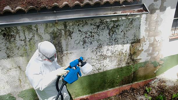 Top rated local Mold Remediation specialists in Johnstown, PA
